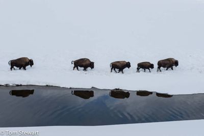 Tom Stewart, 2014 Winter in Yellowstone Photography Tour II, photograph 3