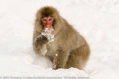 Christine Crosby, 2014 Japan Winter Wildlife Photography Tour II, photograph 1
