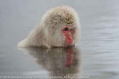 Christine Crosby, 2014 Japan Winter Wildlife Photography Tour II, photograph 2