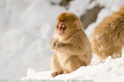 Christine Crosby, 2014 Japan Winter Wildlife Photography Tour II, photograph 3