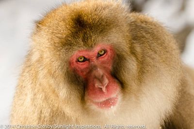 Christine Crosby, 2014 Japan Winter Wildlife Photography Tour II, photograph 4