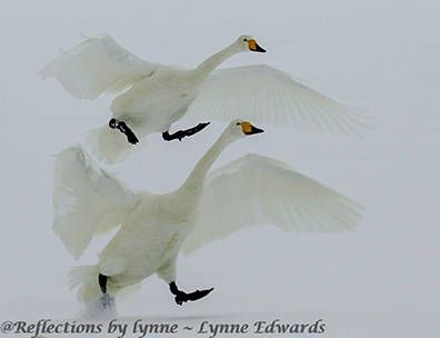 Lynne Edwards, 2014 Japan Winter Wildlife Photography Tour II, photograph 1