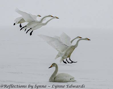 Lynne Edwards, 2014 Japan Winter Wildlife Photography Tour II, photograph 2