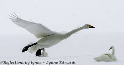 Lynne Edwards, 2014 Japan Winter Wildlife Photography Tour II, photograph 3