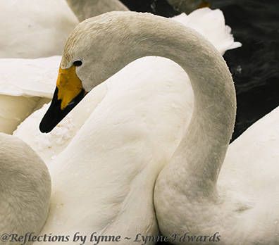 Lynne Edwards, 2014 Japan Winter Wildlife Photography Tour II, photograph 4