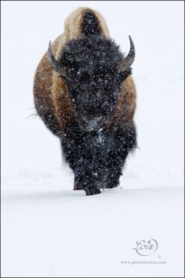 Lois Settlemeyer, 2014 Winter in Yellowstone Photography Tour II, photograph 2
