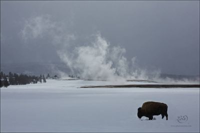 Lois Settlemeyer, 2014 Winter in Yellowstone Photography Tour II, photograph 3