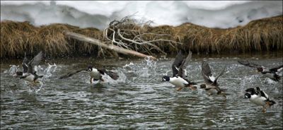 Lois Settlemeyer, 2014 Winter in Yellowstone Photography Tour II, photograph 4