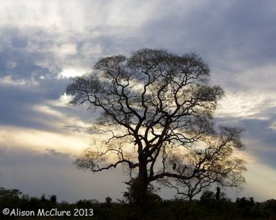 Alison McClure, 2013 Brazil Pantanal Jaguar Wildlife Expedition, photograph 1