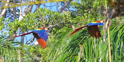 Alison McClure, 2014 Costa Rica Photography Tour, photograph 1