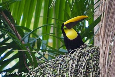 Alison McClure, 2014 Costa Rica Photography Tour, photograph 2