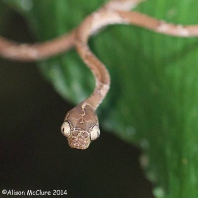 Alison McClure, 2014 Costa Rica Photography Tour, photograph 4