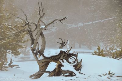 Holly Brown, 2014 Winter in Yellowstone Photography Tour II, photograph 3