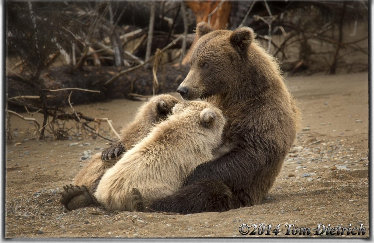 Brown bear resting with a cub in Alaska, photographed by Tom Dietrich