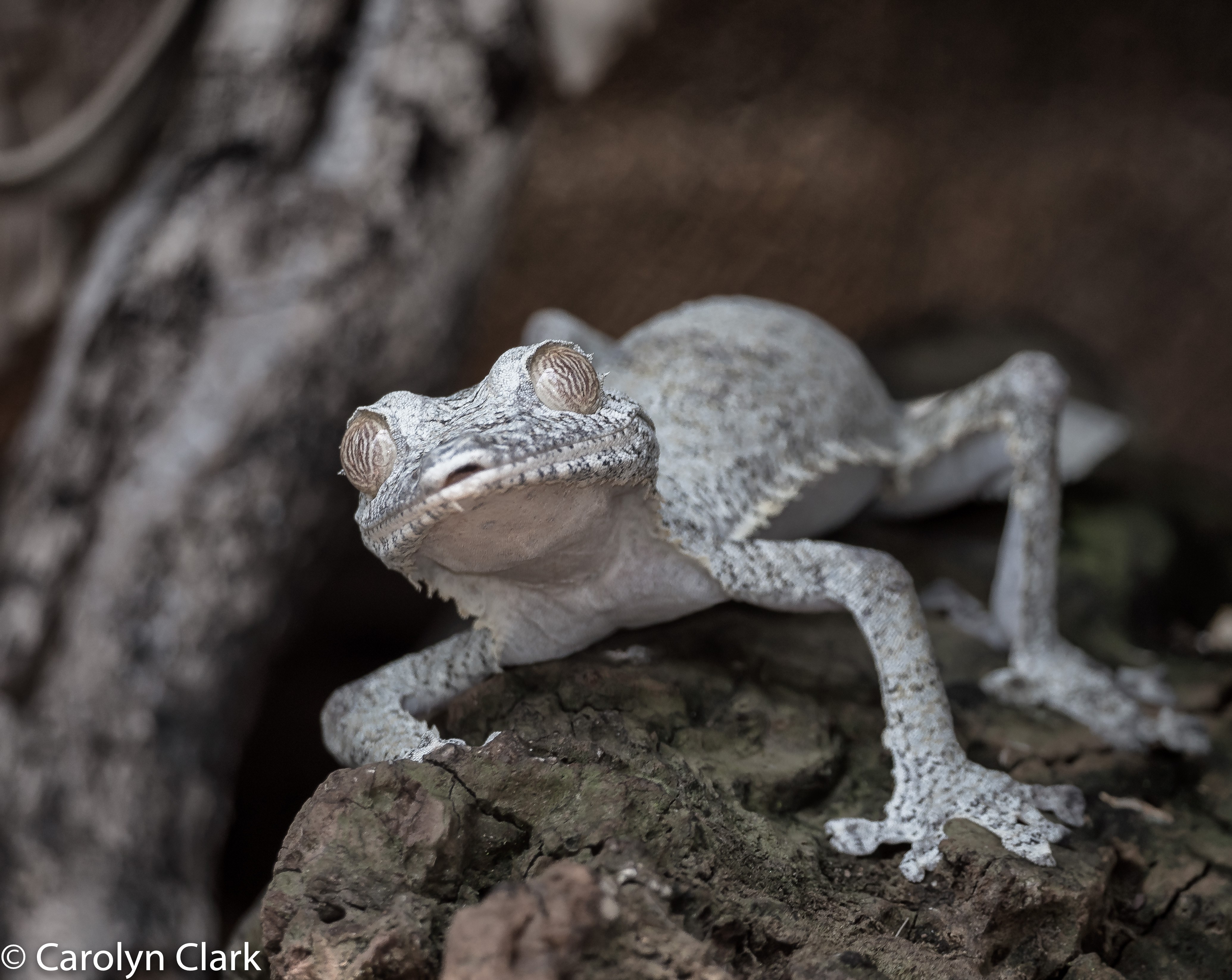 Leaf-tailed gecko resting on a branch in Madagascar, photographed by Carol Clark