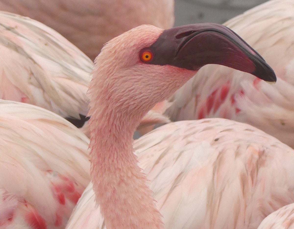Flamingo portrait in Namibia, photographed by Sally Bruce