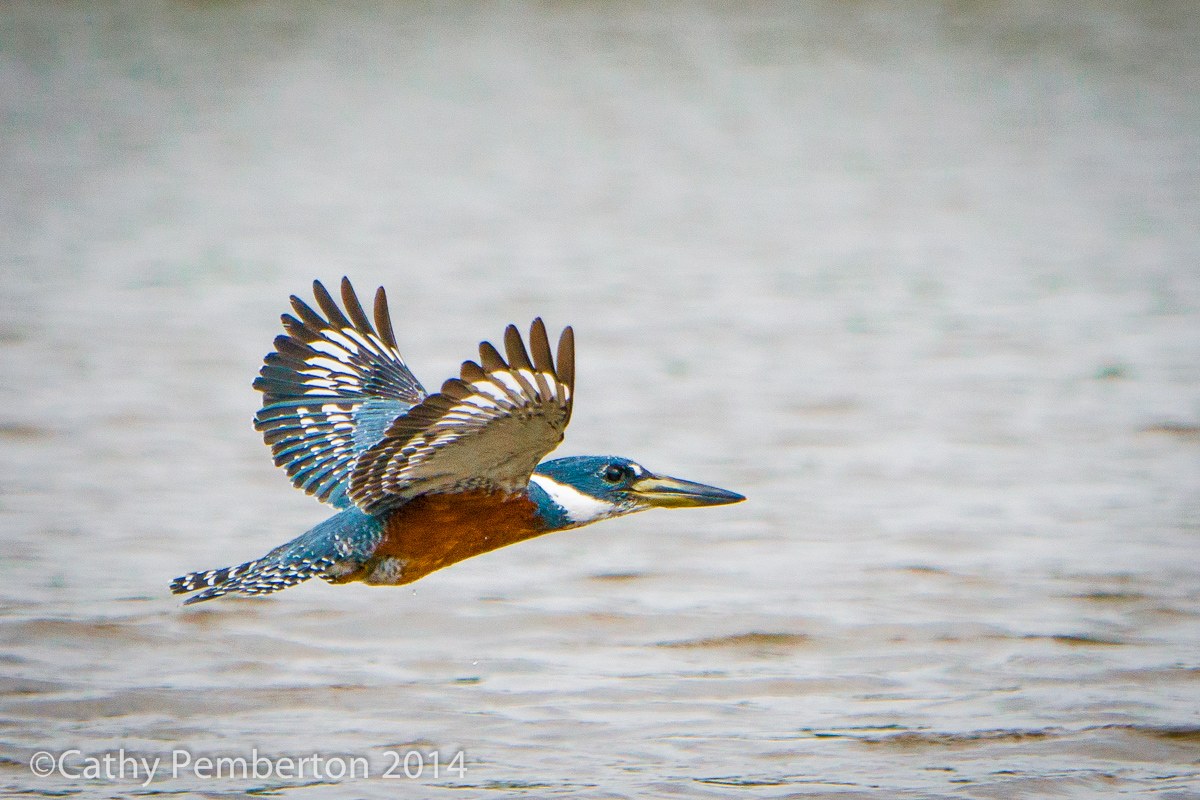 Ringed kingfisher in flight over water in the Pantanal, photographed by Cathy Pemberton