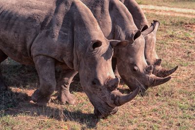 Londolozi