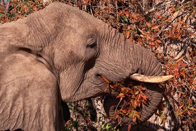 Londolozi