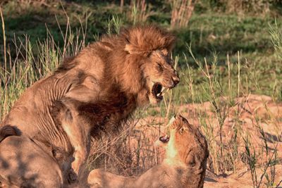 Londolozi