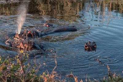 Londolozi