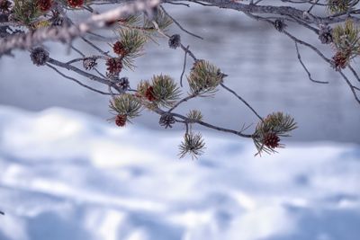 Fred Kurtz, 2016 Winter in Yellowstone Photography Tour I, photograph 1