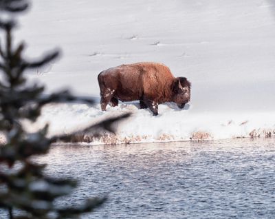 Fred Kurtz, 2016 Winter in Yellowstone Photography Tour I, photograph 2