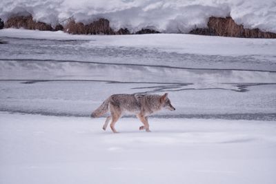 Fred Kurtz, 2016 Winter in Yellowstone Photography Tour I, photograph 3