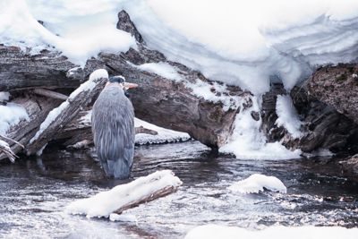 Fred Kurtz, 2016 Winter in Yellowstone Photography Tour I, photograph 4