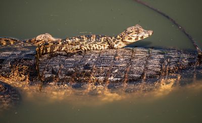 Fred Kurtz, 2016 Brazil Pantanal Jaguar Wildlife Photo Expedition II, photograph 2