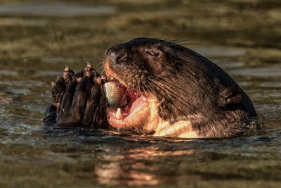 Fred Kurtz, 2016 Brazil Pantanal Jaguar Wildlife Photo Expedition II, photograph 4