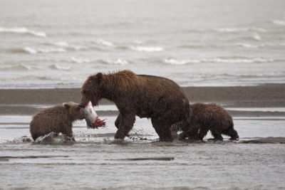 Fred Kurtz, 2016 Alaska Brown Bear Photography Tour, photograph 1