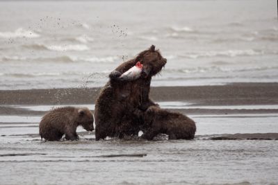 Fred Kurtz, 2016 Alaska Brown Bear Photography Tour, photograph 2