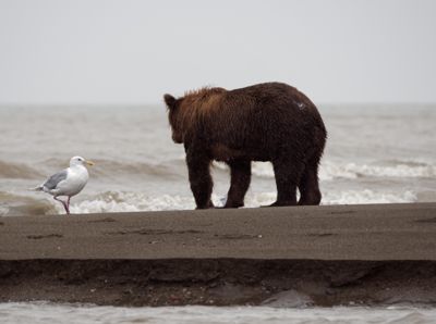 Fred Kurtz, 2016 Alaska Brown Bear Photography Tour, photograph 3