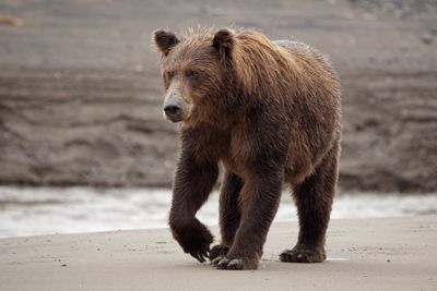 Fred Kurtz, 2016 Alaska Brown Bear Photography Tour, photograph 4