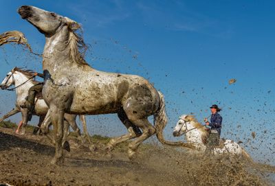 Fred Kurtz, 2017 Camargue and Provence France Photography Tour I, photograph 4