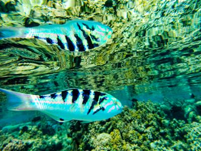 Fred Kurtz, 2018 Dreamin’ of Tahiti Tour, photograph 3