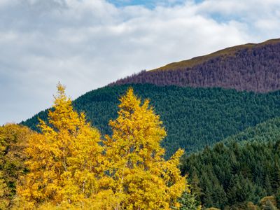 Fred Kurtz, 2018 New Zealand Ultimate Autumn Foliage Photography Tour I, photograph 1