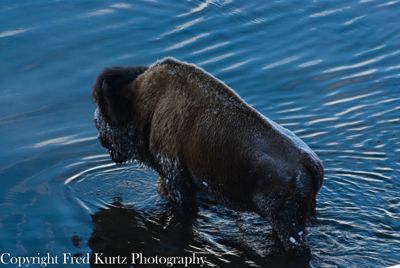 Fred Kurtz, 2008 Winter in Yellowstone Photography Tour II, photograph 1