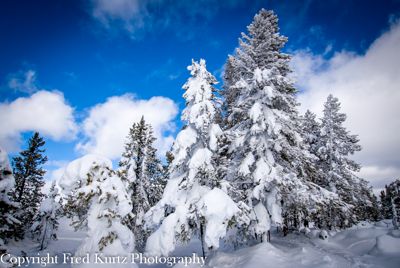 Fred Kurtz, 2008 Winter in Yellowstone Photography Tour II, photograph 4