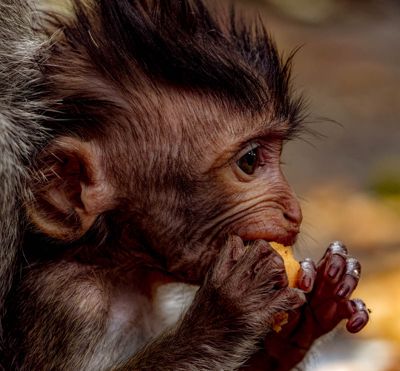 Fred Kurtz, 2019 Orangutans, Dragons, and Temples Photography Tour, photograph 1