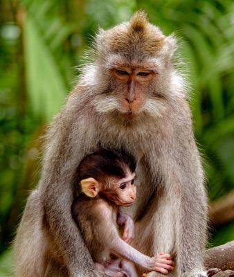 Fred Kurtz, 2019 Orangutans, Dragons, and Temples Photography Tour, photograph 2