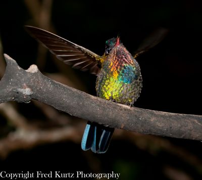 Fred Kurtz, 2012 Costa Rica Photography Tour, photograph 1