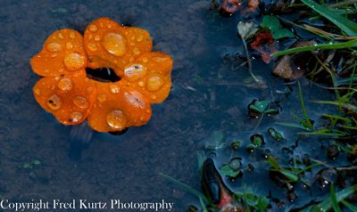 Fred Kurtz, 2012 Costa Rica Photography Tour, photograph 2