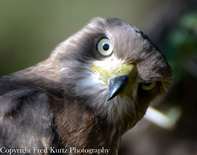 Fred Kurtz, 2013 Kenya Photography Tour, photograph 2