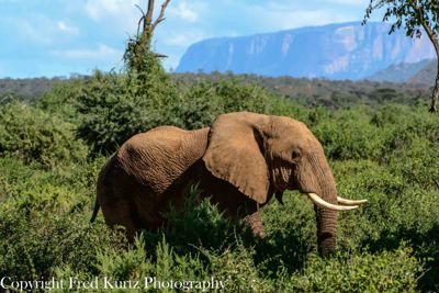 Fred Kurtz, 2013 Kenya Photography Tour, photograph 3