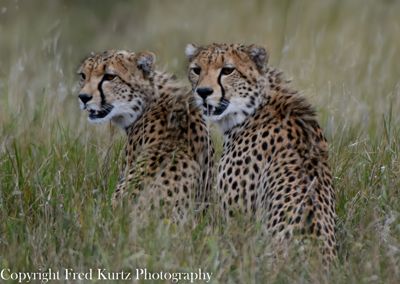 Fred Kurtz, 2013 Kenya Photography Tour, photograph 4