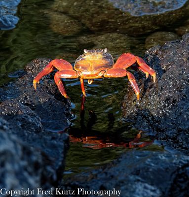 Fred Kurtz, 2013 Galapagos Photography Tour by Private Luxury Yacht II, photograph 1
