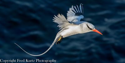 Fred Kurtz, 2013 Galapagos Photography Tour by Private Luxury Yacht II, photograph 2
