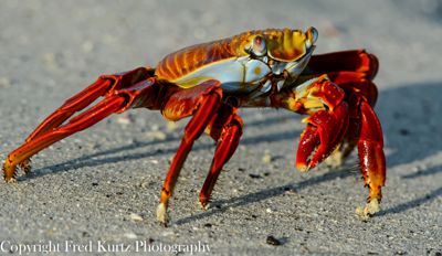 Fred Kurtz, 2013 Galapagos Photography Tour by Private Luxury Yacht II, photograph 4